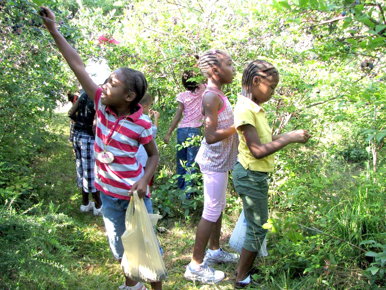 blueberry picking 1